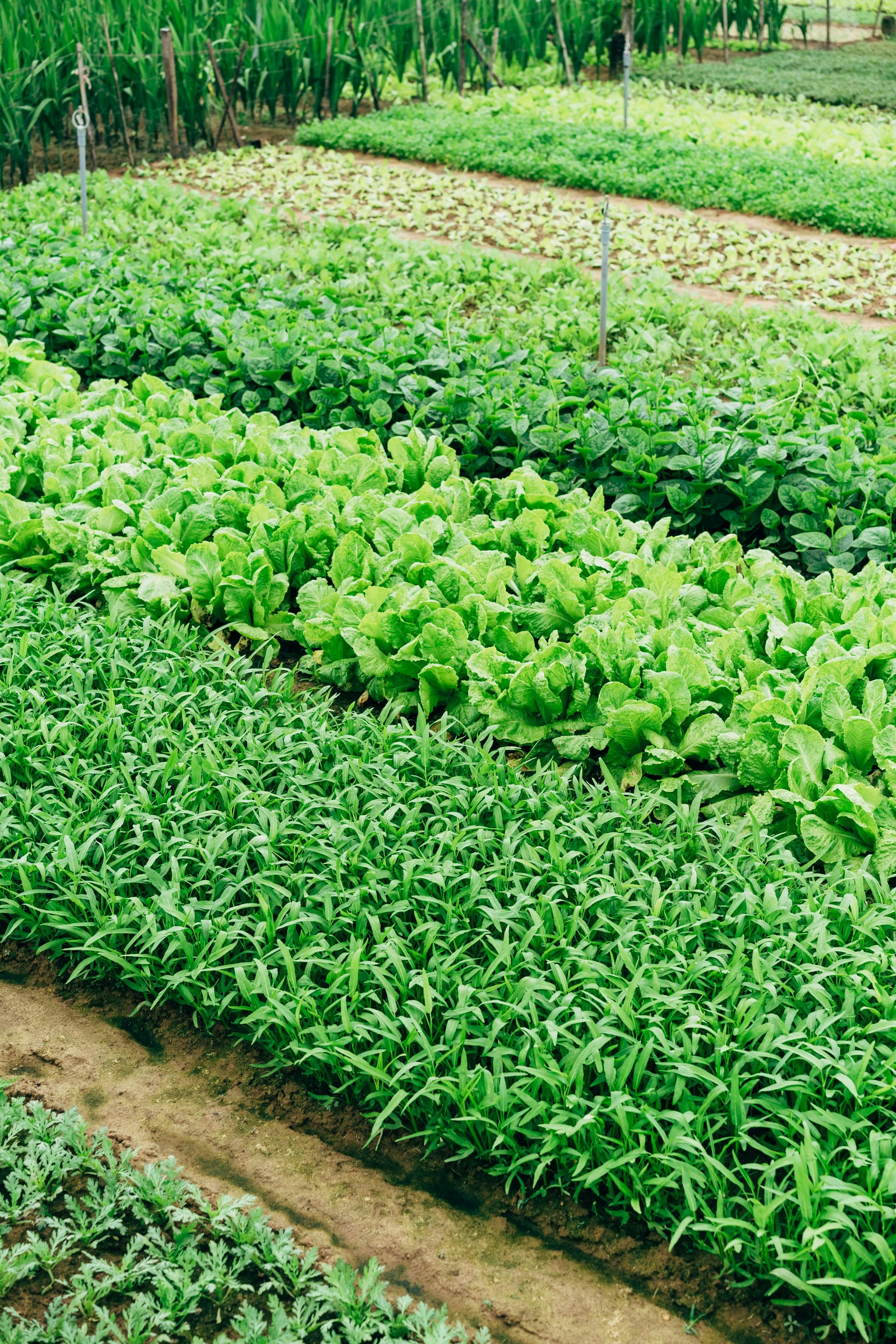 Agricultural insights from Mooney Agrifarm