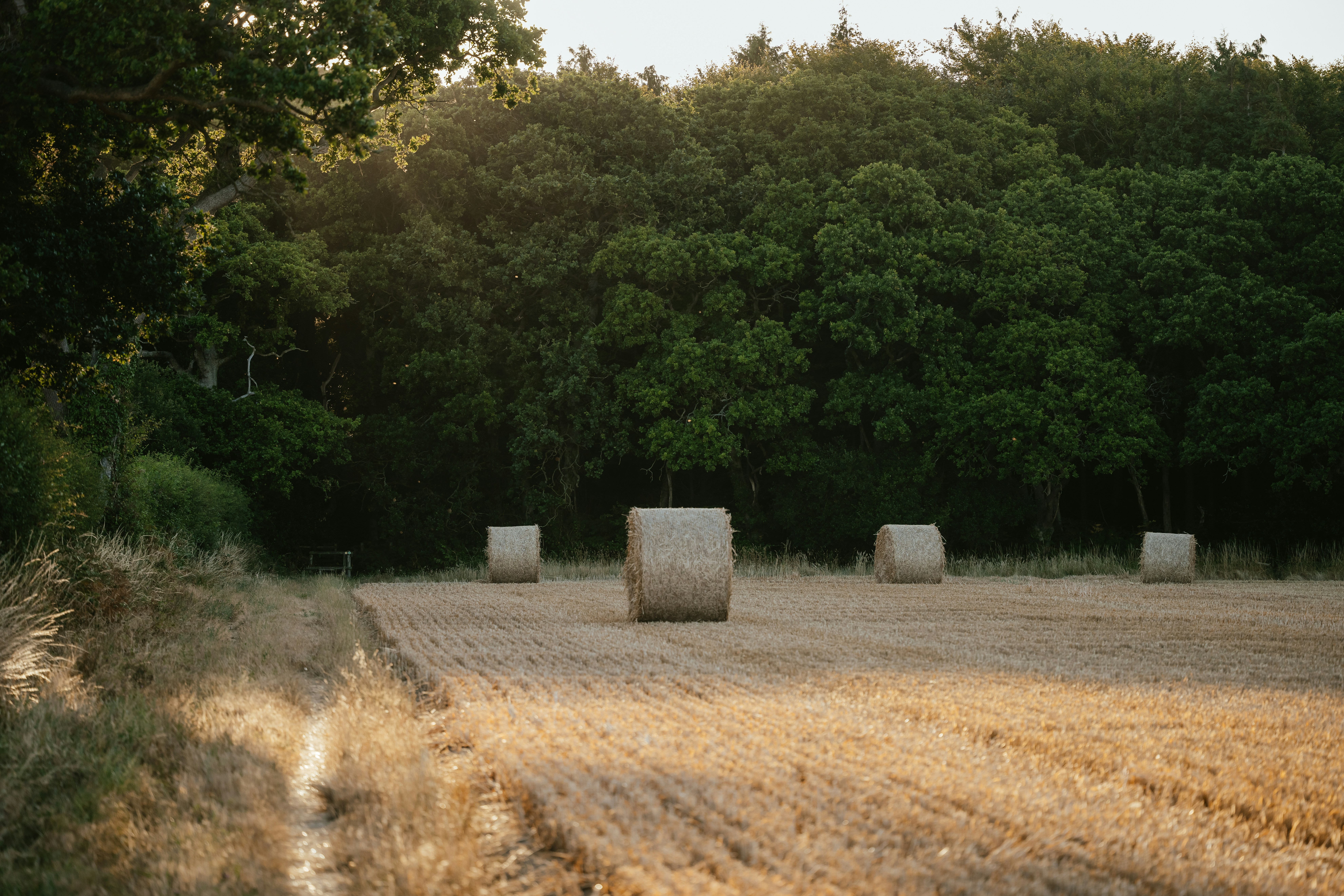 Agricultural activity at Mooney Agrifarm
