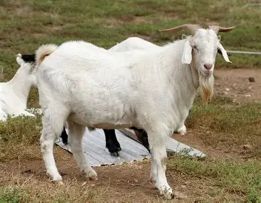 Livestock